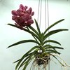 ВАНДА (VANDA Kulwadee Fragrance,No.27_Red Mutation) 